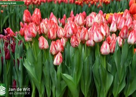 Tulipa Spryng Break ® (2)